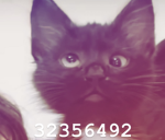 Sug4rplums