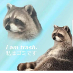 Rocky Raccoons
