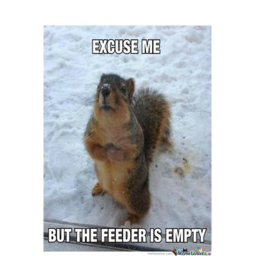 five nights at squirrels
