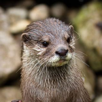 Ottersz