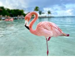 FLAMINGOS ARE GOATED