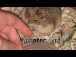 The one and only Hamster Girl!