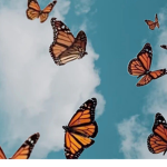 bxtterfliis
