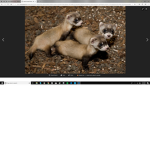 Ferret Owner Club