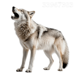 DeminWolf