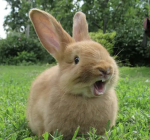 Savage bunnies :]