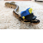 Join if you love snakes