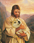 Doge Luxuries