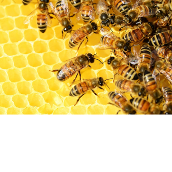 💣Destroy the castle 🏰