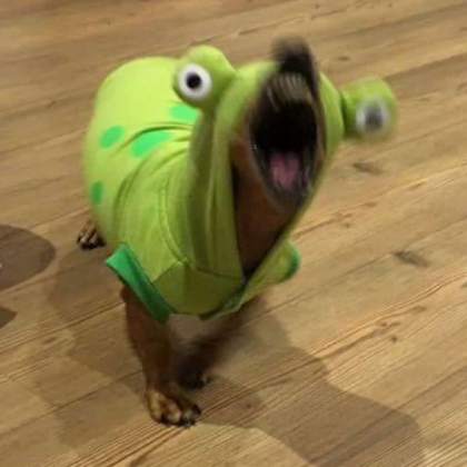 Dog in frog hoodie Roblox decal