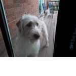 Harley dog
