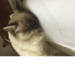 Love kittys group!