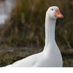 H O N K