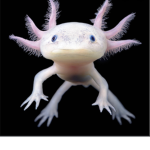 axolotls axolotls