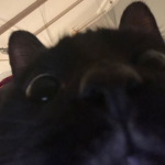 Me ᓍw!