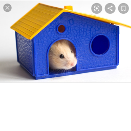 Hamster Town