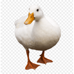 DUCK