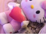 ʝєℓℓу~вєαиѕ