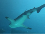 Sparkle the shark