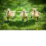 Duck club for attakontitanmaster8