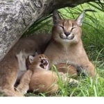 flop eared individuals
