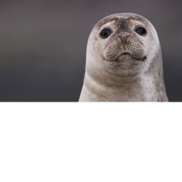 seal battle