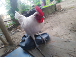 Forc