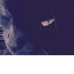 TheDarkAnimalsClan