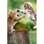 the kitten place