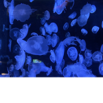 Kiana's World