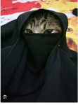 very Muslim cats