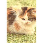Warriors/Warrior cats fan group\