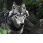 Wolf Legend's
