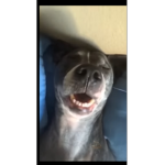 The Ultimate dog meme group