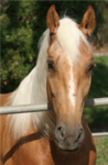 Horse crazy