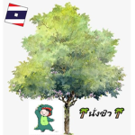 MECKI&SIRAWIT