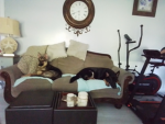 I love dogs EEK