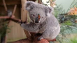 Kayy's Koala's! <3