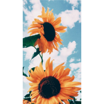 Sunny.shines.