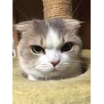 cat pog