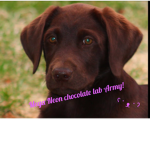 The mega neon chocolate lab army