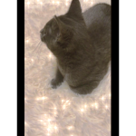 *•kitty fans•*