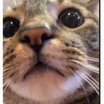 simplyxtosia