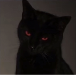 The Fierce Ferals