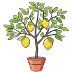 Lemon Tree Creations