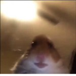 hamster cult but better