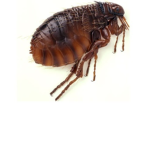 FlyingFleas