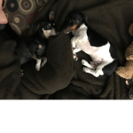Dachshunds pups