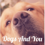 Dogs And you