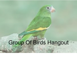 Group Of Birds Hangout *BETA* (NEW UPDATE!)